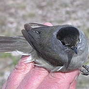 Blackcap